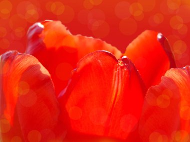 parlak bir lale çiçeği yaprakları kırmızı arka plan