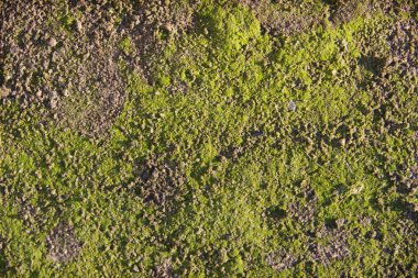 yeşil desenli arkaplan