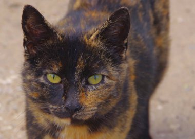 Kırmızı noktalar ile Evsiz sokak siyah kedi.