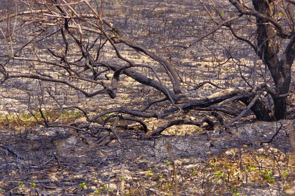 Árboles quemados y hierba después de un incendio. Plantas carbonizadas y tierra . —  Fotos de Stock