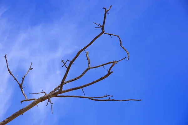 Torr gren av ett gammalt träd mot den blå himlen. — Stockfoto