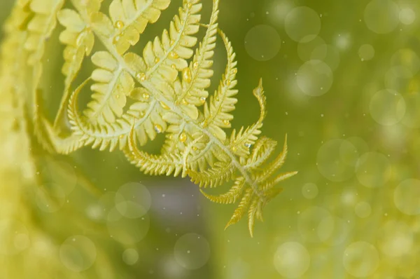シダの葉緑の花の背景. — ストック写真