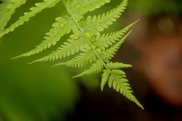 Fern blad groene bloemen achtergrond. — Stockfoto