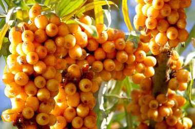 Altın deniz dikeni çilek ile Sprig. 