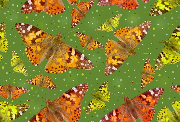 Seamless pattern with butterflies of different sizes on a green — Stock Photo, Image