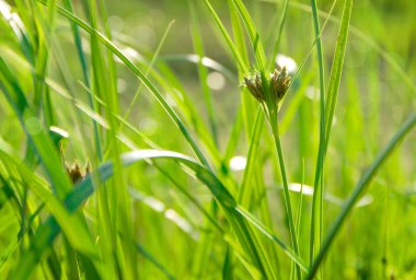 yeşil çimenlerin arkaplanı.