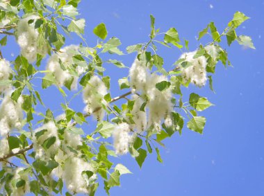 İlkbaharda çiçekaçarken kavak lar aşağı.