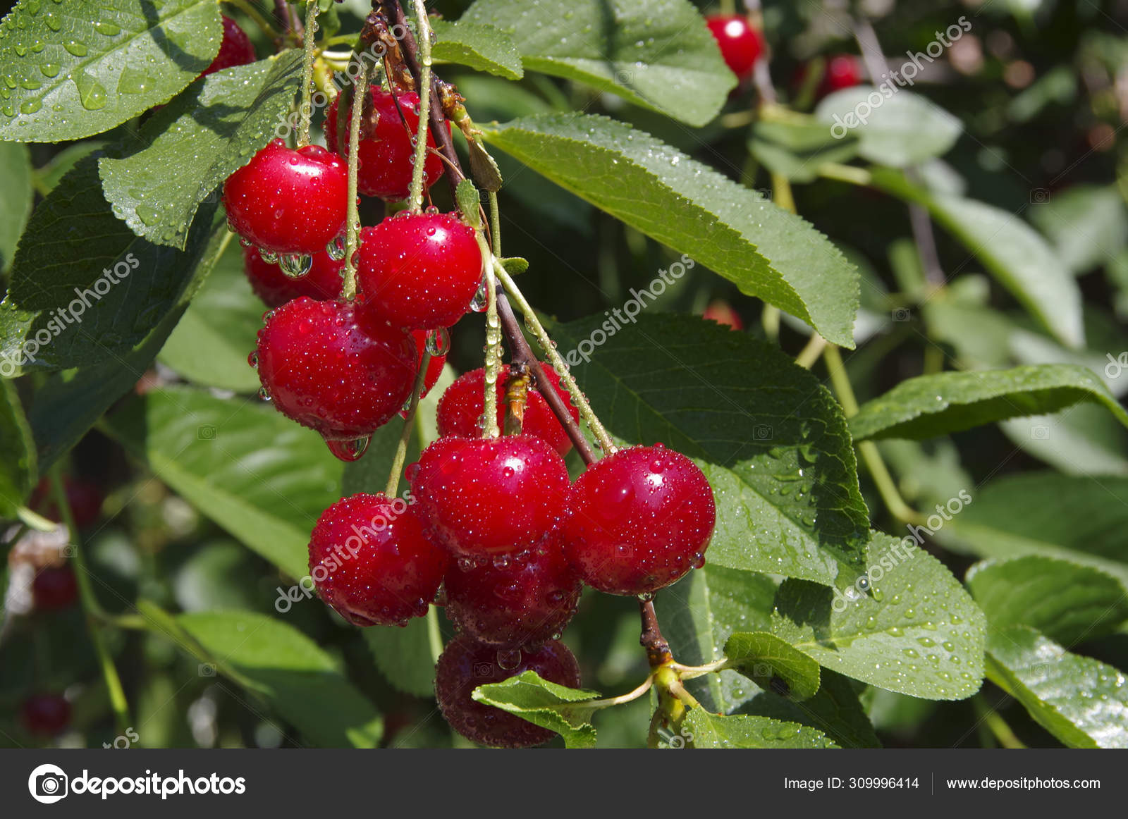 Черри вишня дерево. Вишня сорт лебедянская. Вишня обыкновенная харитоновская. Вишня обыкновенная харитоновская. Вишня обыкновенная гриот московский.