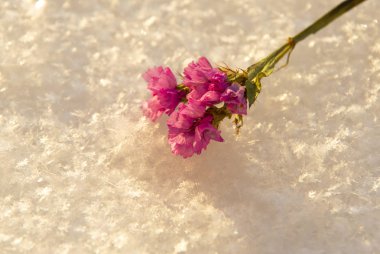 beyaz bir kar yüzeyinde kuru çiçek.