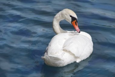 Beyaz Kuğu mavi su.