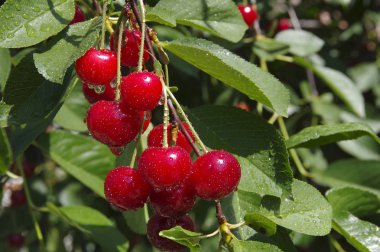 Bir ağacın dallarında kırmızı kiraz meyveleri.
