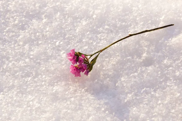Сухой цветок на белой снежной поверхности . — стоковое фото