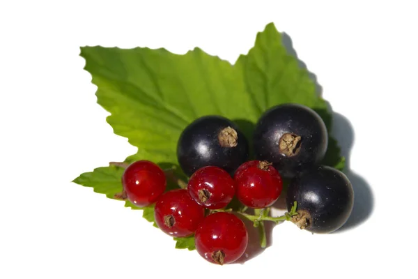 Grosellas negras y rojas sobre una sábana verde sobre un fondo blanco . — Foto de Stock