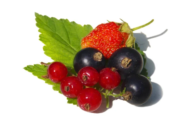 Bayas maduras sobre un fondo blanco. Fresas, negras y rojas — Foto de Stock