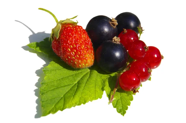 白色背景上的成熟浆果。草莓，黑色和红色 — 图库照片