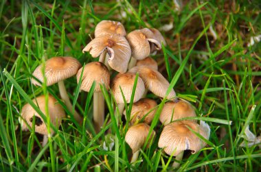 Yeşil otların arasında bir çayırda mantarlar.