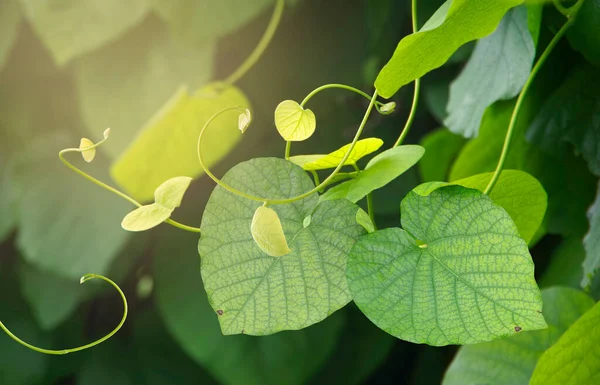 夏の明るい太陽の光の中でカールクリーパーの緑の葉 — ストック写真