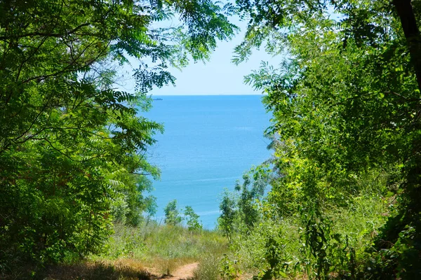 Der Weg Zum Meer Durch Dichtes Dickicht — Stockfoto