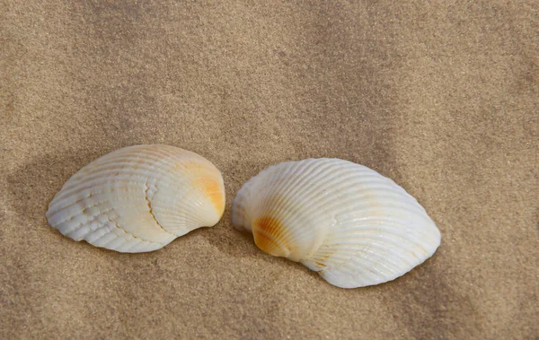 Dos Conchas Marinas Sobre Fondo Arenoso — Foto de Stock