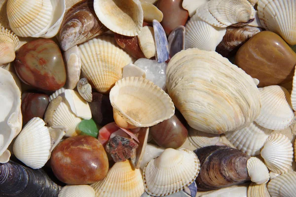 Background Warm Colors Multicoloured Seashells — Stock Photo, Image