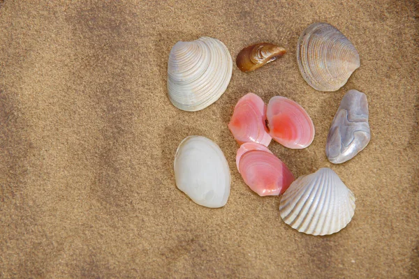 Conchiglie Uno Sfondo Sabbioso — Foto Stock