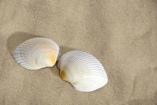 Две Ракушки Песчаном Фоне — стоковое фото