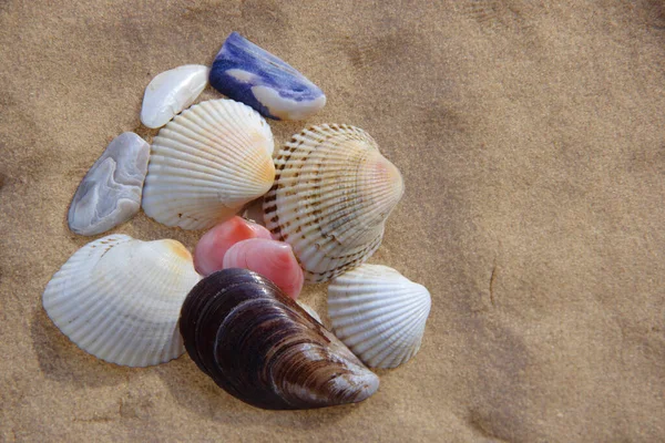 Seashells Areia Junto Mar — Fotografia de Stock