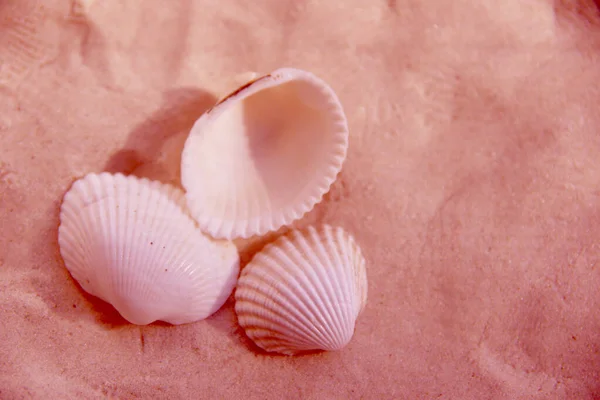 Tre Conchiglie Sulla Sabbia Sulla Spiaggia Colori Rosa — Foto Stock