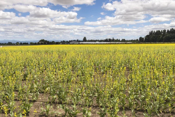 Pola Żółte Rośliny Kwitnące Oregon Willamette Valley — Zdjęcie stockowe