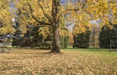 Altın ağaç genel Park Oregon state.