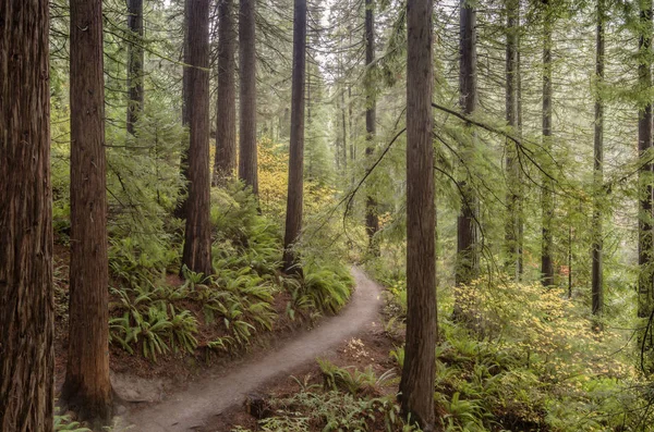 Redwood Δέντρα Δασική Ανάπτυξη Και Μια Διαδρομή Oregon State — Φωτογραφία Αρχείου