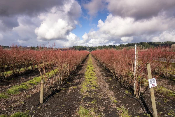 Reihen Von Heidelbeerfeldern Mit Neuen Trieben Washington State — Stockfoto