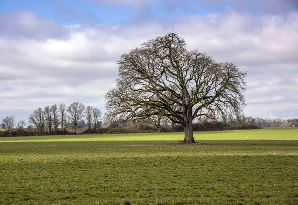 フィールド オレゴン州の田園地帯の大木. — ストック写真