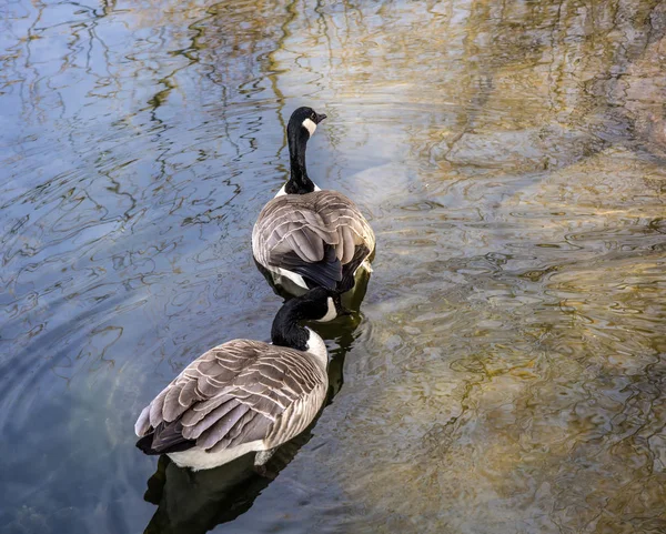 Kanadagänse schwimmen in einem oregon-see. — Stockfoto