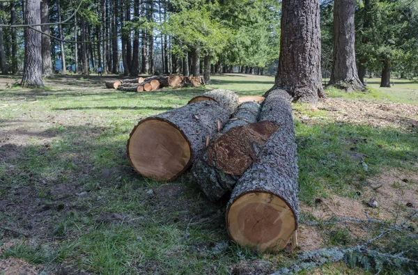 Logs in a public park Oregon. — Stock Photo, Image