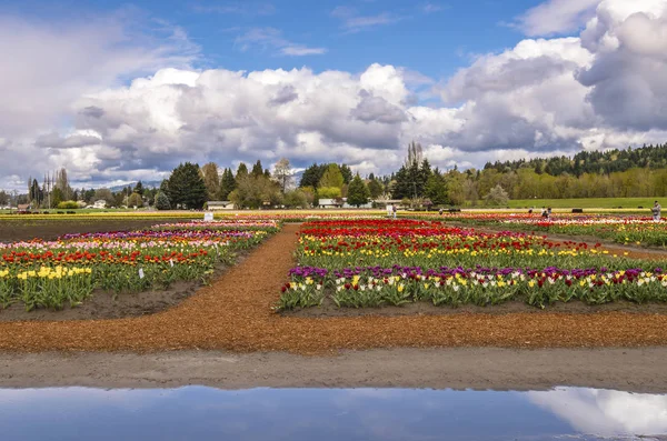 Tulip Fields i Woodland delstaten Washington. — Stockfoto
