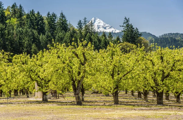 Farmland trees and Mt. Hood Oregon state. — Stock Photo, Image