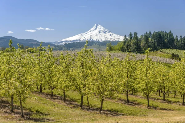 Hood River landscape and farms Oregon state.