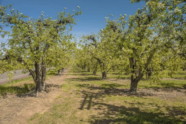 Farmland drzew i krajobrazu w stanie Oregon. — Zdjęcie stockowe