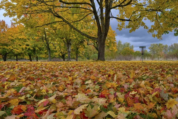 Fallen leaves colorful carpet Oregon. — Stock Photo, Image