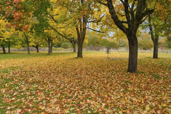 Fallen leaves colorful carpet Oregon. — Stock Photo, Image