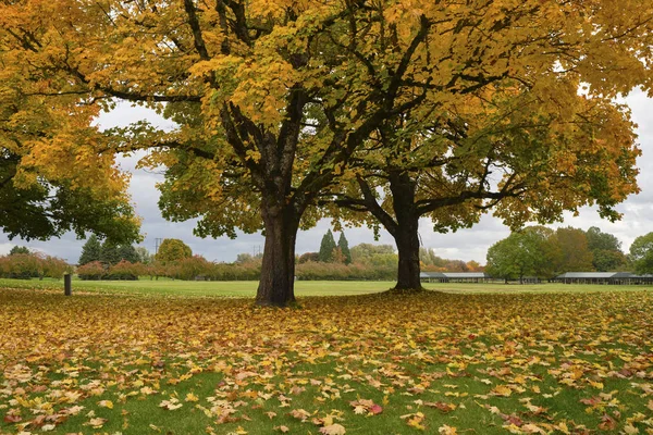 Folhas caídas tapete colorido Oregon . — Fotografia de Stock