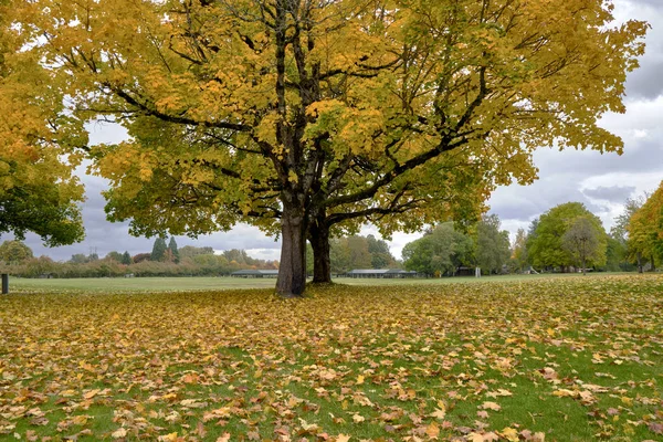 Hojas caídas alfombra colorida Oregon . — Foto de Stock