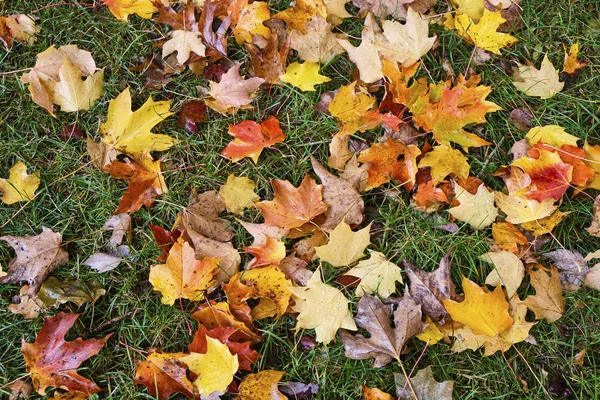 Lehullott levelek színes szőnyeg Oregon. — Stock Fotó