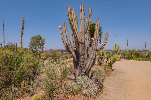 Kaktusy Tropické Rostliny Zahrada Balboa Park San Diego Kalifornie — Stock fotografie