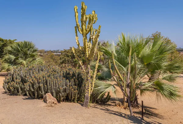 Kaktusy Tropické Rostliny Zahrada Balboa Park San Diego Kalifornie — Stock fotografie