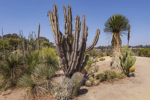 Cactussen Tropische Planten Tuin Balboa Park San Diego California — Stockfoto