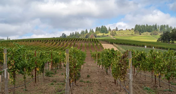 Rows Vives Landscape Vineyard Rural Oregon — Stock Photo, Image