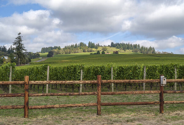 Ряды виноградников в ландшафтном винограднике сельской местности штата Орегон.