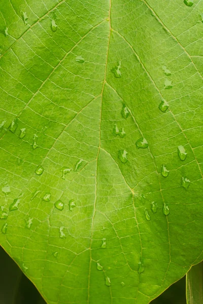 Hoja verde con gotas de agua, fondo natural — Foto de Stock